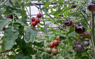 Tomatensaatgut per Post im Hamburger Raum