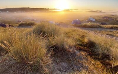 Gärten sind … Heilung!