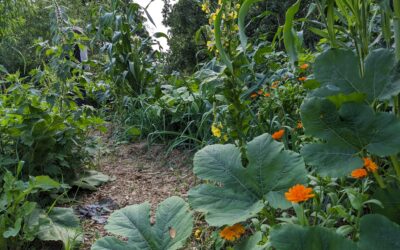 Permakultur-Workshop (3) im KGV am So, 22.03.2026 11:00 bis 13:00