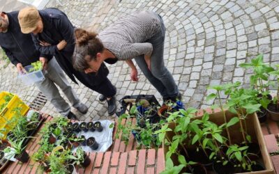Pflanzentausch in Altona/Eimsbüttel am So, 17.05.2026
